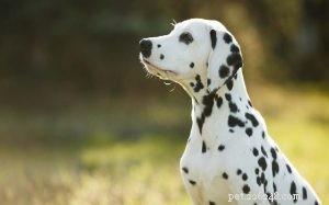 Understanding Dalmatian Behavior: Traits, Energy, and Family Compatibility