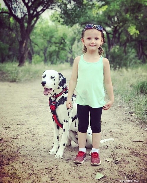Understanding Dalmatian Behavior: Traits, Energy, and Family Compatibility