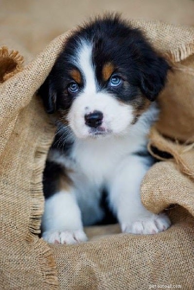 Top 10 Most Adorable Dog Breeds to Bring Home Today