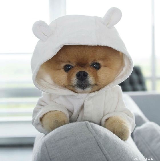 Top 10 Most Adorable Dog Breeds to Bring Home Today