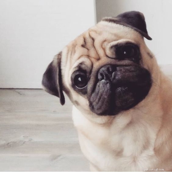 Top 10 Most Adorable Dog Breeds to Bring Home Today