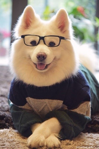 Top 10 Most Adorable Dog Breeds to Bring Home Today