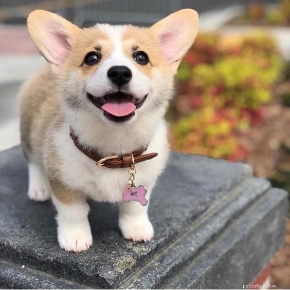 Top 10 Most Adorable Dog Breeds to Bring Home Today