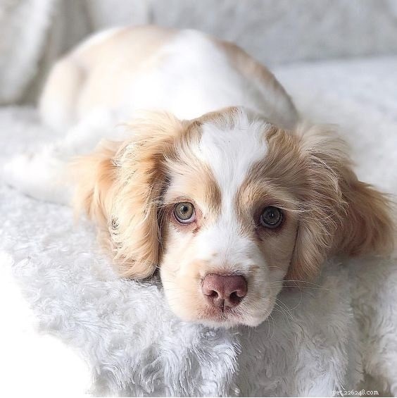 Top 10 Most Adorable Dog Breeds to Bring Home Today