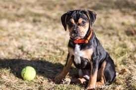 Carlin Pinscher: Comprehensive Breed Profile & Care Guide