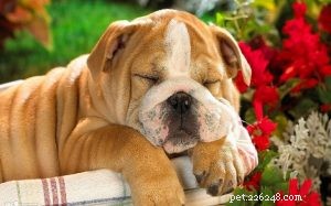 Top 10 Adorable Medium-Sized Dog Breeds for Your Family