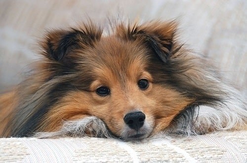 Top 10 Adorable Medium-Sized Dog Breeds for Your Family