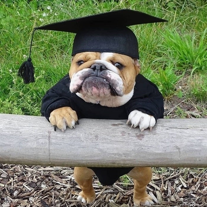 Top 10 Adorable Medium-Sized Dog Breeds for Your Family