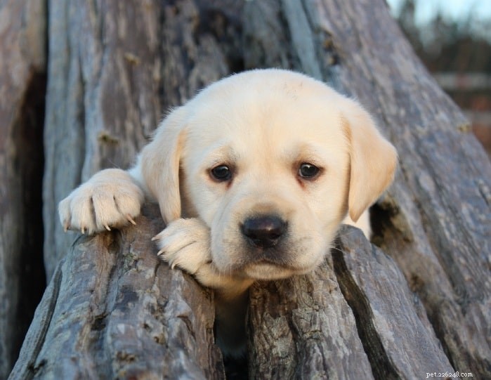Top 10 Adorable Medium-Sized Dog Breeds for Your Family