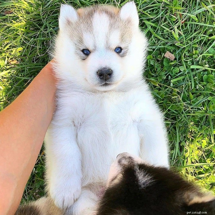 Top 10 Adorable Medium-Sized Dog Breeds for Your Family