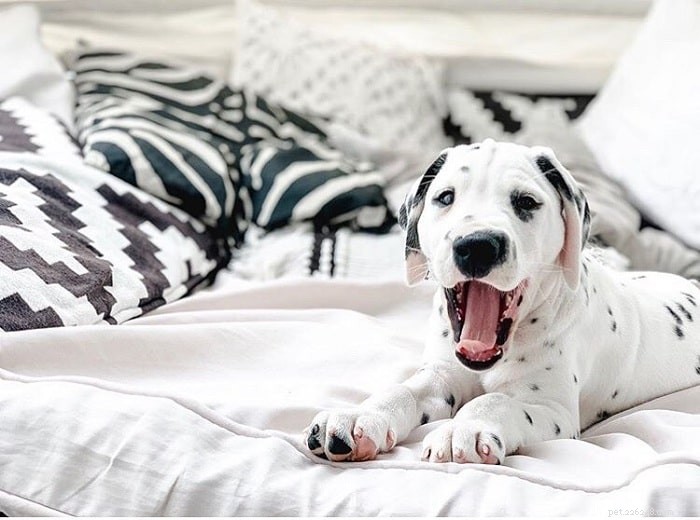 Top 10 Adorable Medium-Sized Dog Breeds for Your Family