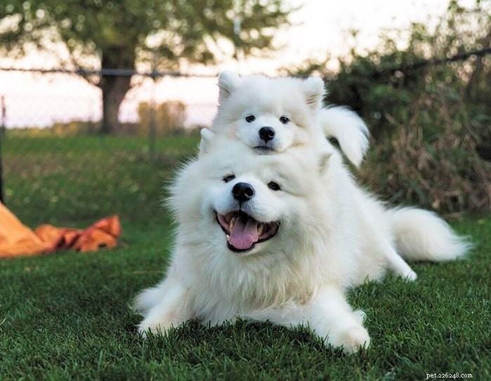 Top 10 Adorable Medium-Sized Dog Breeds for Your Family