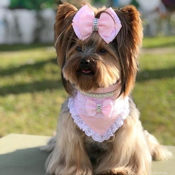 Top 10 Adorable Medium-Sized Dog Breeds for Your Family