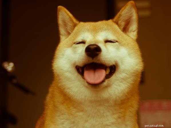 Top 10 Adorable Medium-Sized Dog Breeds for Your Family