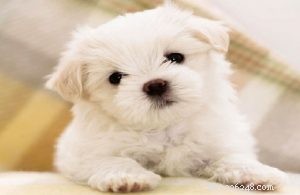 Top 10 Small Dog Breeds: Pick the Perfect Pet for You