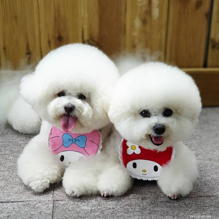 Top 10 Small Dog Breeds: Pick the Perfect Pet for You