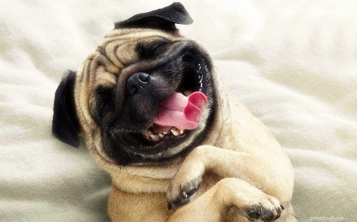 Top 10 Small Dog Breeds: Pick the Perfect Pet for You