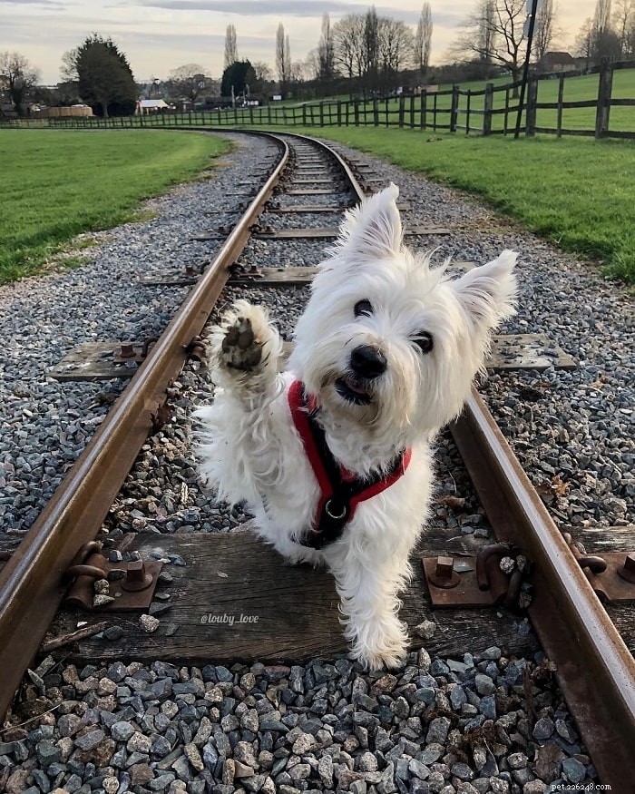 Top 10 Small Dog Breeds: Pick the Perfect Pet for You