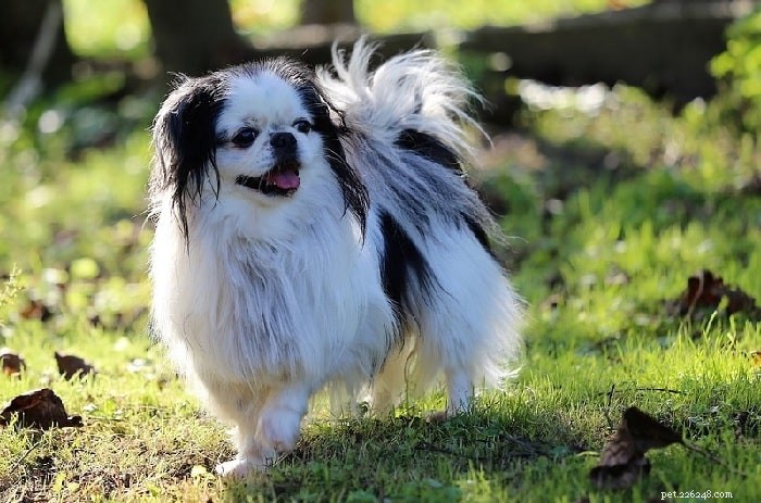 Top 10 Small Dog Breeds: Pick the Perfect Pet for You