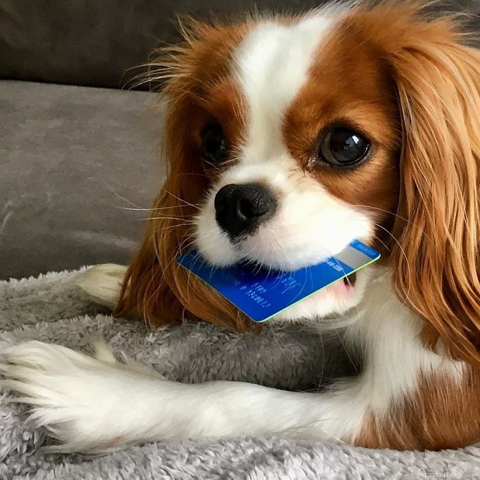 Top 10 Small Dog Breeds: Pick the Perfect Pet for You