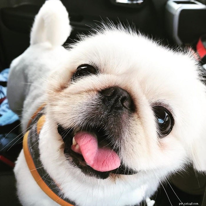 Top 10 Small Dog Breeds: Pick the Perfect Pet for You