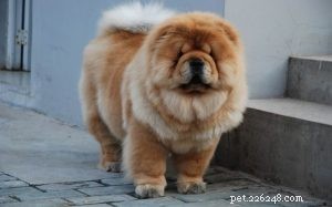Top 10 Adorable Large Dog Breeds for Your Next Family Companion