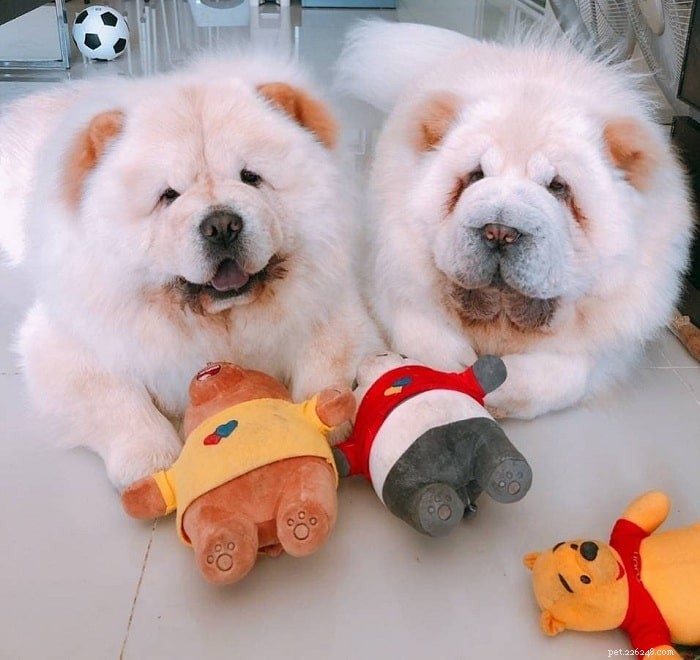 Top 10 Adorable Large Dog Breeds for Your Next Family Companion