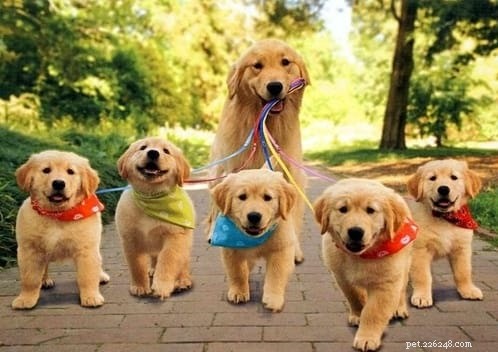 Top 10 Adorable Large Dog Breeds for Your Next Family Companion