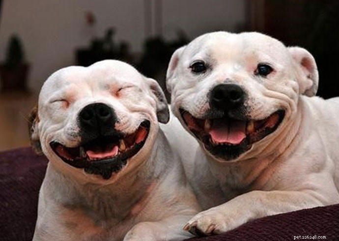 Top 10 Adorable Large Dog Breeds for Your Next Family Companion