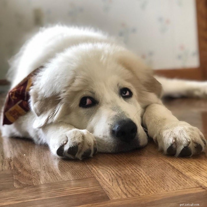 Top 10 Adorable Large Dog Breeds for Your Next Family Companion