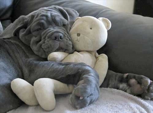 Top 10 Adorable Large Dog Breeds for Your Next Family Companion
