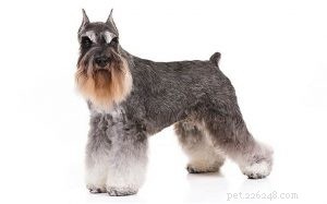 Standard Schnauzer: A Versatile, Energetic Family Companion