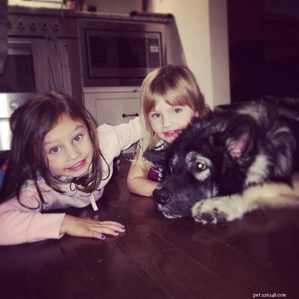 American Alsatian (Alsatian Shepalute): A Loyal Family Companion