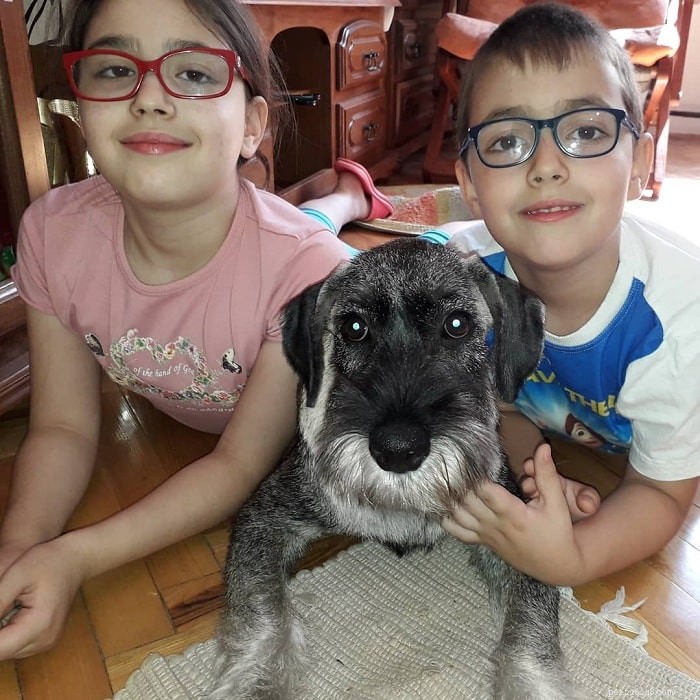 Standard Schnauzer: A Versatile, Energetic Family Companion
