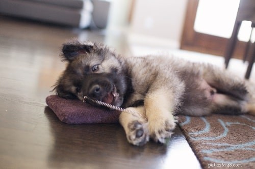 American Alsatian (Alsatian Shepalute): A Loyal Family Companion