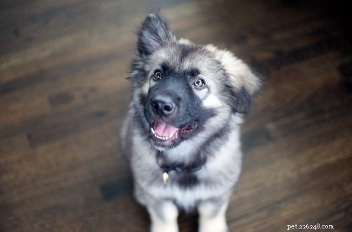 American Alsatian (Alsatian Shepalute): A Loyal Family Companion