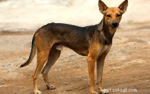 Indian Pariah Dog: Origin, Traits, and Care Guide