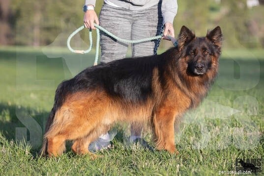 King Shepherd Dog: Comprehensive Breed Profile & Care Guide