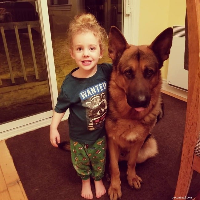 King Shepherd Dog: Comprehensive Breed Profile & Care Guide
