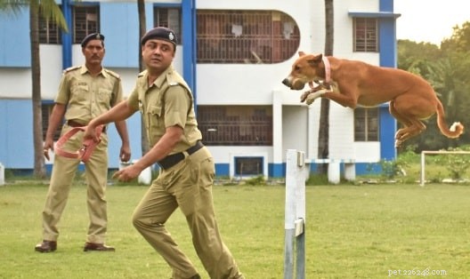 Indian Pariah Dog: Origin, Traits, and Care Guide