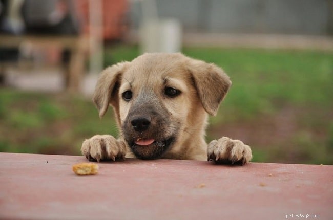 Indian Pariah Dog: Origin, Traits, and Care Guide