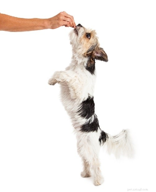 Bea-Tzu: The Ultimate Guide to the Beagle & Shih Tzu Mix Dog Breed
