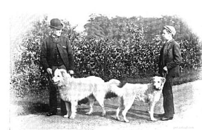 Maremma Sheepdog: Key Facts & Characteristics