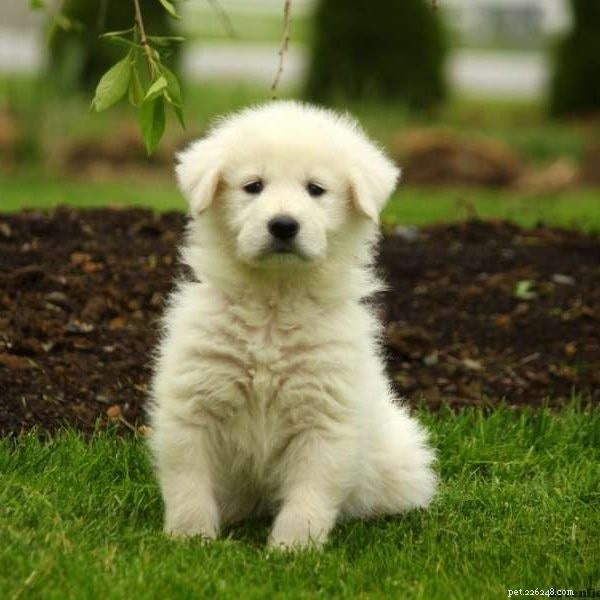 Maremma Sheepdog: Key Facts & Characteristics