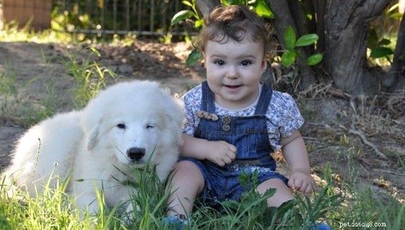 Maremma Sheepdog: Key Facts & Characteristics