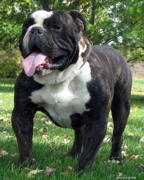 Olde Victorian Bulldogge: Breed Profile & Care Guide