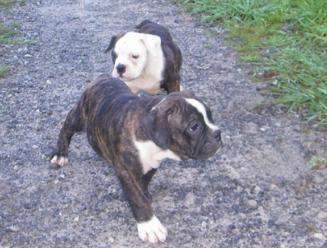 Olde Victorian Bulldogge: Breed Profile & Care Guide