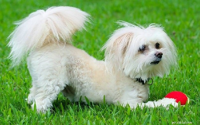 Maltipoo Dog Breed: Key Traits & Care Guide