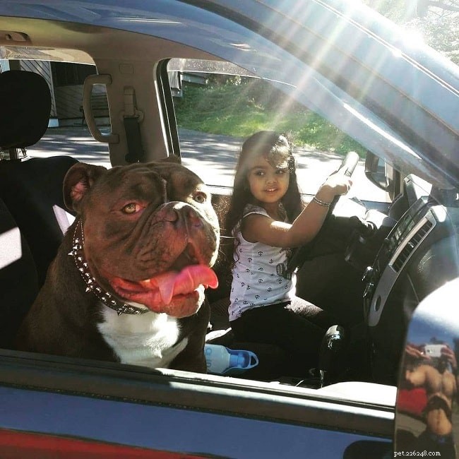Olde Victorian Bulldogge: Breed Profile & Care Guide