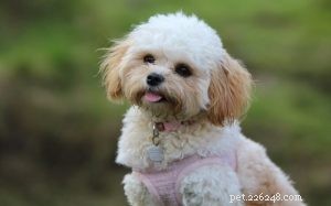 Maltipoo Dog Breed: Key Traits & Care Guide